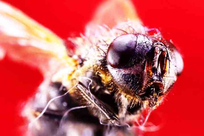 Mosca inseto