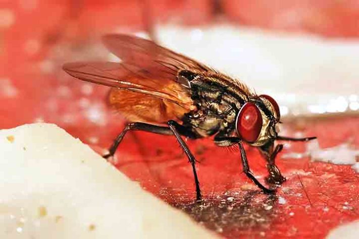 Mosca na comida