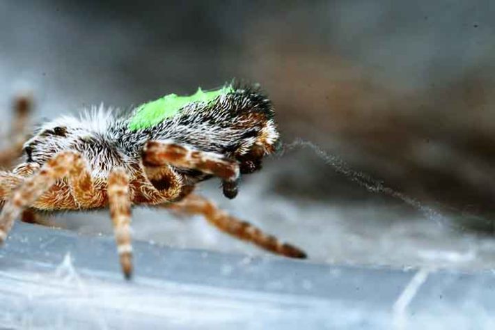 Aranhas “hippies”, aranha social africana, Stegodyphus dumicola - Flickr Graham Montgomery