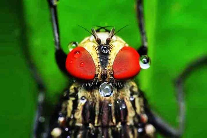 Mosca inseto