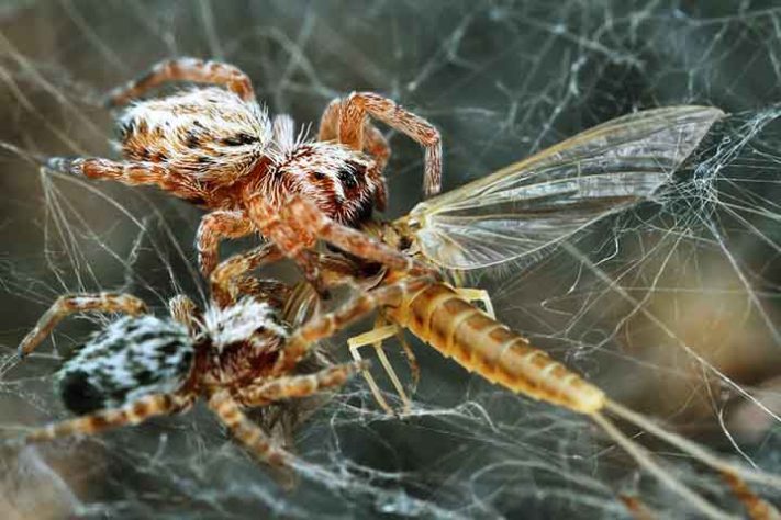 Aranhas “hippies”, aranha social africana, Stegodyphus dumicola - Flickr Graham Montgomery