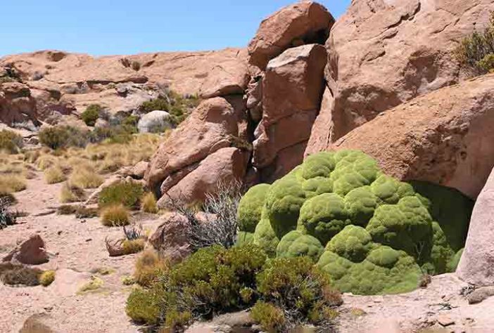 Isla Pescado - Salar de Uyuni , deserto de sal, Bolívia