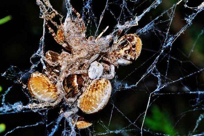 Aranhas “hippies”, aranha social africana, Stegodyphus dumicola - Flickr Bernard DUPONT