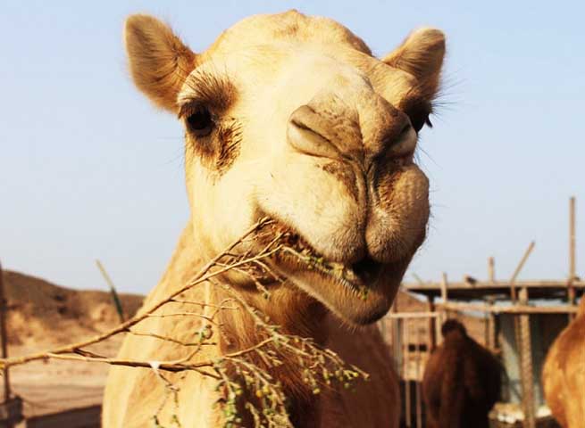 Camelos, por exemplo, armazenam água no corpo, e jerboas (outros roedores) também obtêm água dos alimentos.