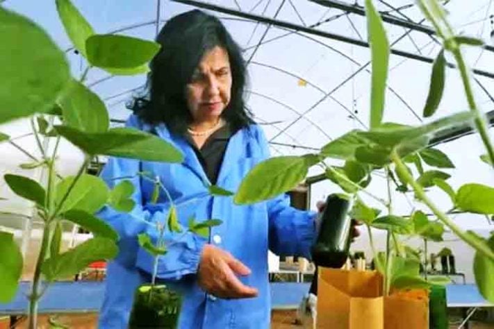 Pesquisadora brasileira conquista ‘Nobel da Agricultura’