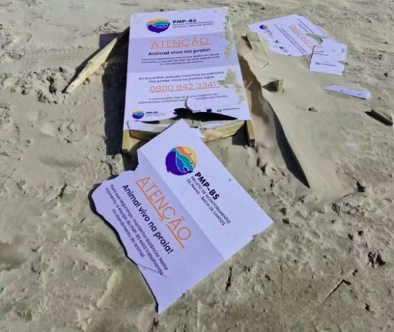 Espécie de foca natural da Antártida é encontrada no litoral catarinense