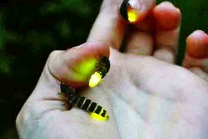 vaga-lumes