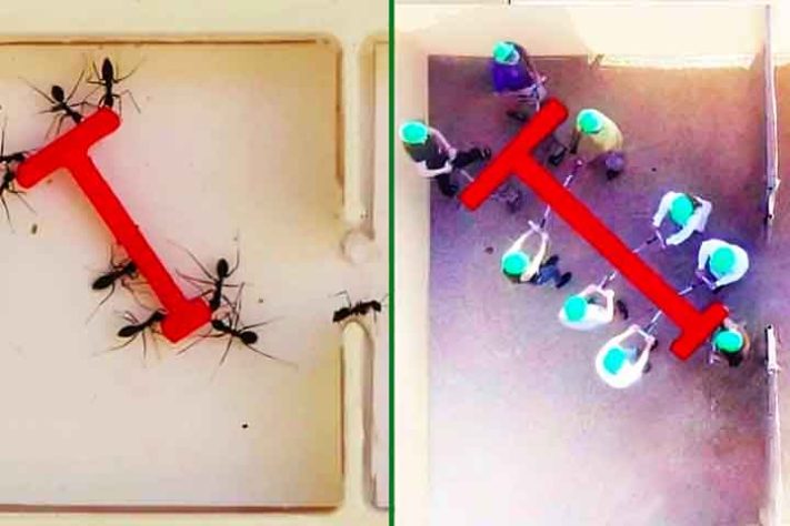 Montagem - Formigas superam humanos em teste de inteligência