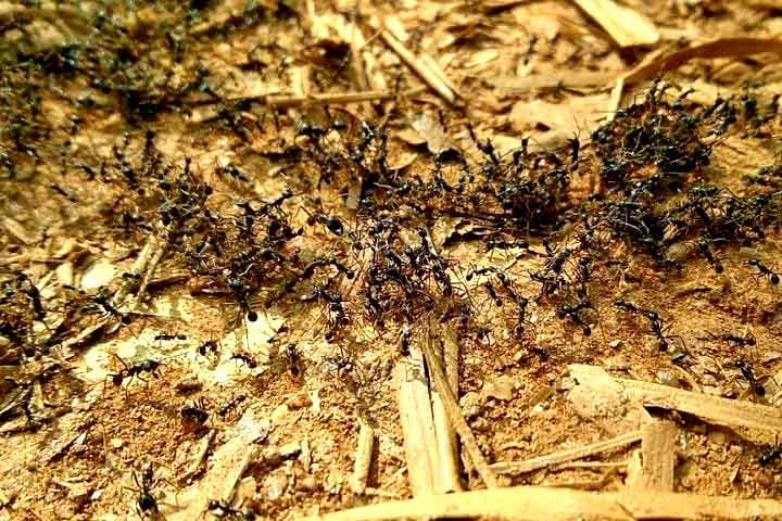 Esses insetos são encontrados em quase todos os ecossistemas terrestres, desde florestas tropicais até desertos, e desempenham papéis ecológicos importantes.