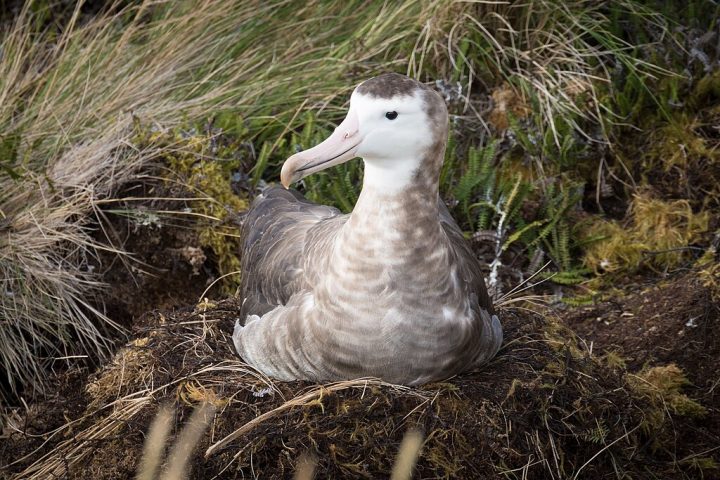 A justificativa foi a proteção de espécies endêmicas, como o albatroz-de-Amsterdã e a planta Phylica arborea, embora o gado já estivesse confinado a uma área restrita desde a década de 1990, sem contato direto com essas espécies.