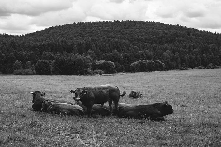 Vacas introduzidas na Ilha Amsterdã