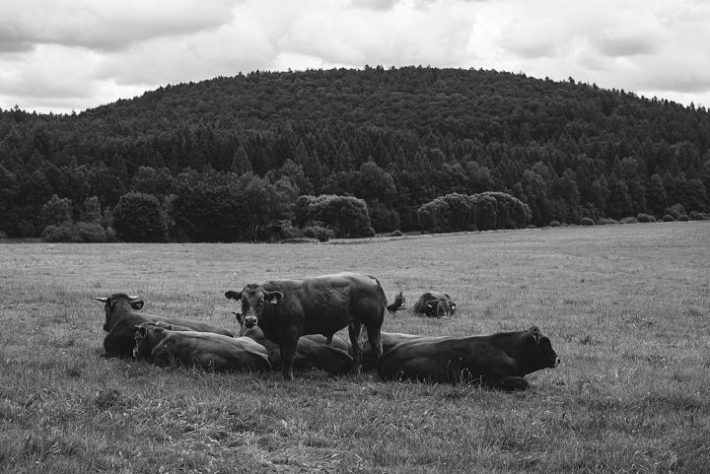 Vacas introduzidas na Ilha Amsterdã