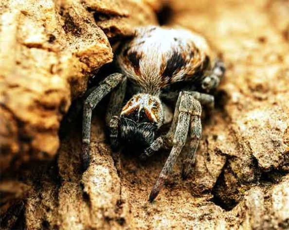 Aranhas “hippies”, aranha social africana, Stegodyphus dumicola - Reprodução de instagram @buddha_bugs