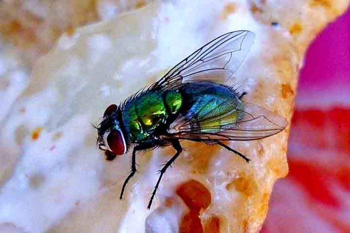Mosca-varejeira