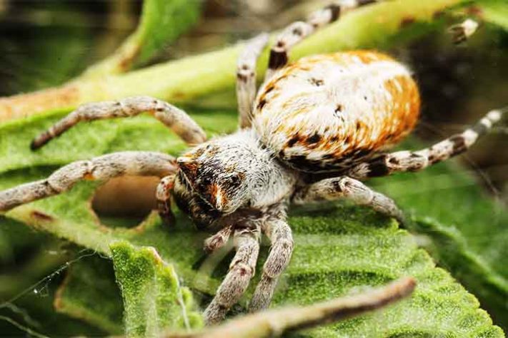 Aranhas “hippies”, aranha social africana, Stegodyphus dumicola - Reprodução do Facebook Jarrod's Guide to Spiders, Bugs & the small world around us
