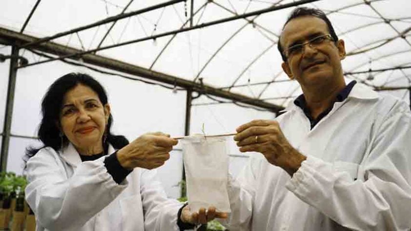 Pesquisadora brasileira conquista ‘Nobel da Agricultura’