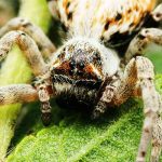 Aranhas “hippies”, aranha social africana, Stegodyphus dumicola - Reprodução do Facebook Jarrod's Guide to Spiders, Bugs & the small world around us