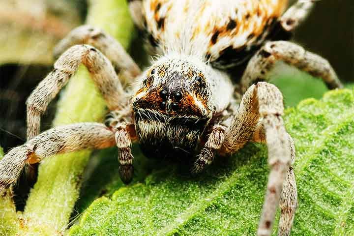 Comportamento incomum de aranha africana intriga cientistas