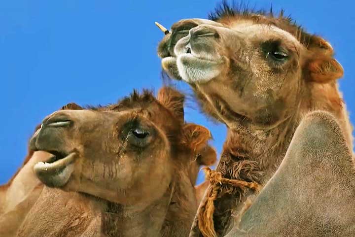 AlÃ©m de suas habilidades prÃ¡ticas e biolÃ³gicas, os camelos tambÃ©m tÃªm grande significado cultural e simbÃ³lico. Eles sÃ£o frequentemente mencionados em textos religiosos, como o AlcorÃ£o, e simbolizam resistÃªncia, perseveranÃ§a e adaptabilidade.