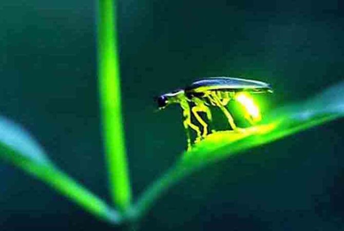 Luzes da natureza: o encanto milenar e a importância dos vaga-lumes no planeta