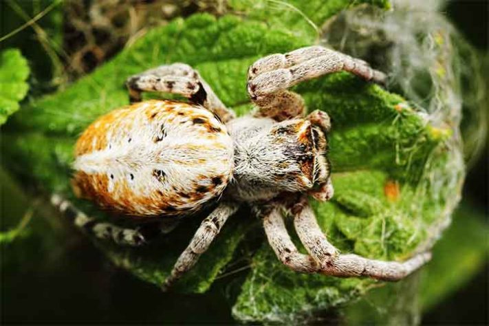 Aranhas “hippies”, aranha social africana, Stegodyphus dumicola - Reprodução do Facebook Jarrod's Guide to Spiders, Bugs & the small world around us