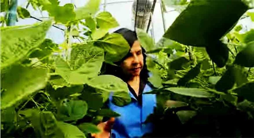 Pesquisadora brasileira conquista ‘Nobel da Agricultura’