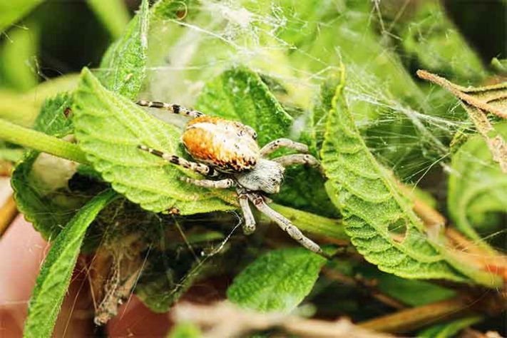 Aranhas “hippies”, aranha social africana, Stegodyphus dumicola - Reprodução do Facebook Jarrod's Guide to Spiders, Bugs & the small world around us
