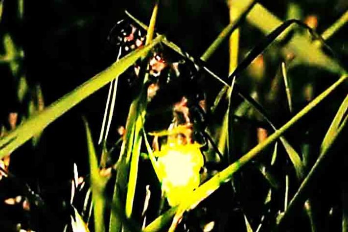 vaga-lumes