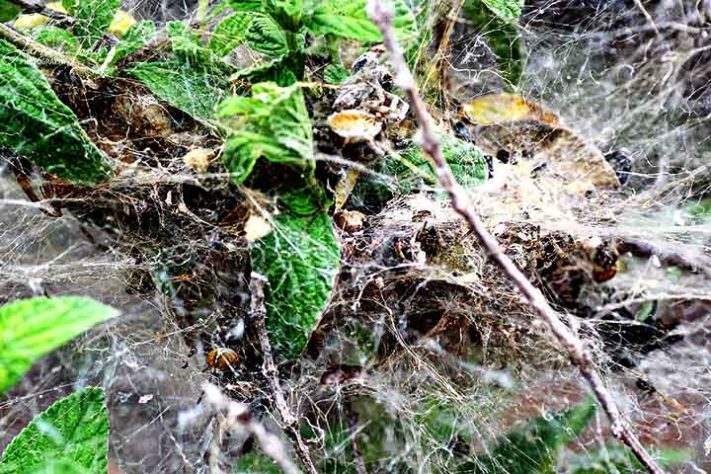 Aranhas “hippies”, aranha social africana, Stegodyphus dumicola - Reprodução do Facebook Jarrod's Guide to Spiders, Bugs & the small world around us