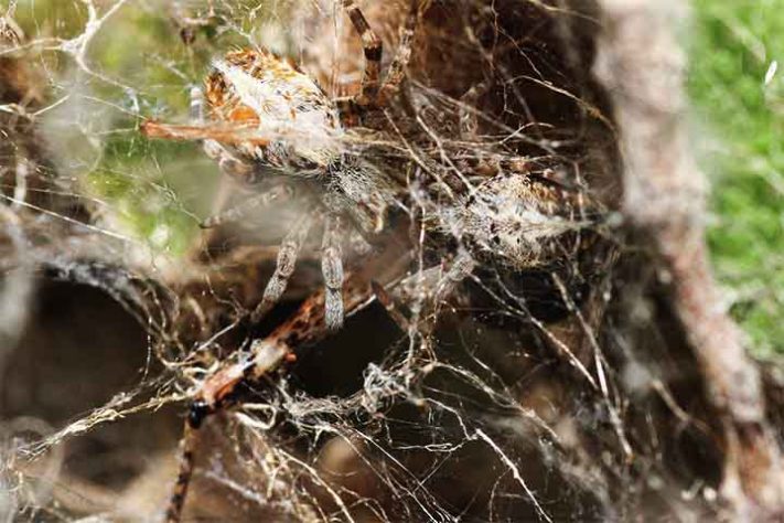 Aranhas “hippies”, aranha social africana, Stegodyphus dumicola - Reprodução do Facebook Jarrod's Guide to Spiders, Bugs & the small world around us
