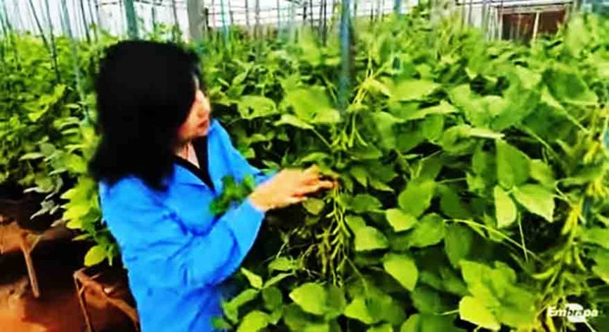 Pesquisadora brasileira conquista ‘Nobel da Agricultura’