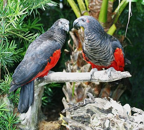 Papagaio com penas vermelhas ganha apelido de ‘Drácula’