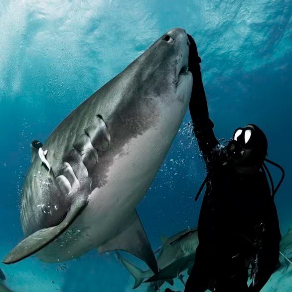 "Se você correr ou começar a se debater, o tubarão também vai atacar. Tudo depende da forma como você se posiciona. Ele é um animal territorialista, se a pessoa se impõe como um alfa, é provável que o tubarão recue, com medo", detalha o fotógrafo.