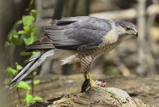 Inteligência animal: Pesquisador descobre gavião que aproveita sinal de trânsito para capturar presas