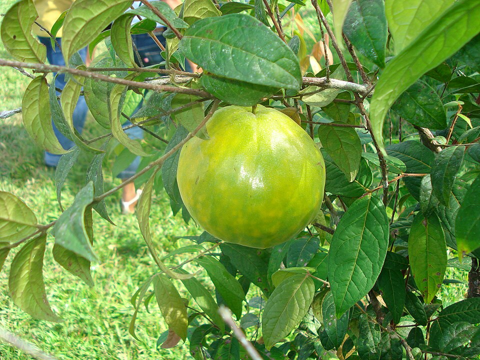 Araçá (Psidium cattleianum) - Nativo do sul e sudeste do Brasil, lembra uma goiaba pequena e ácida. Cheio de vitamina C e fibras, vira suco, calda ou compota. Para reduzir o azedo em receitas, cozinhe com açúcar mascavo e laranja para um molho agridoce ótimo para carnes assadas.