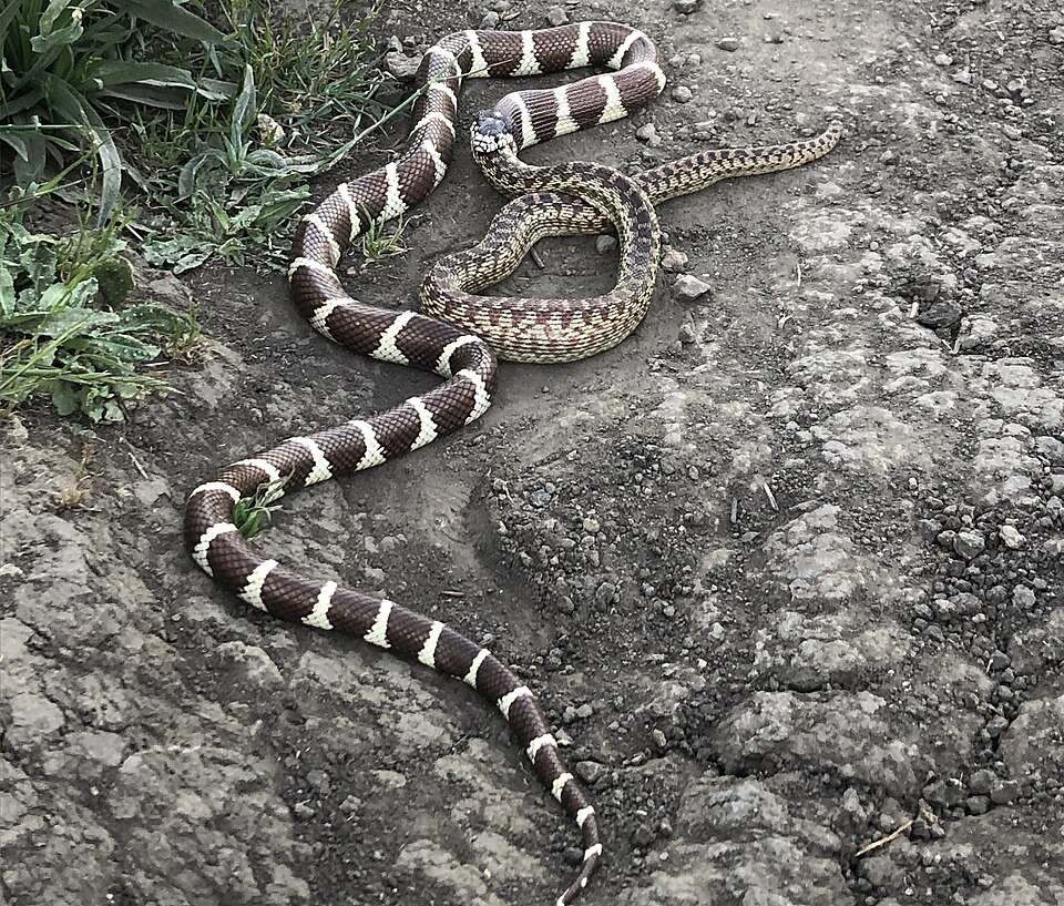 Seu nome "kingsnake" vem do hábito de predar outras cobras, inclusive venenosas como cascavéis. 