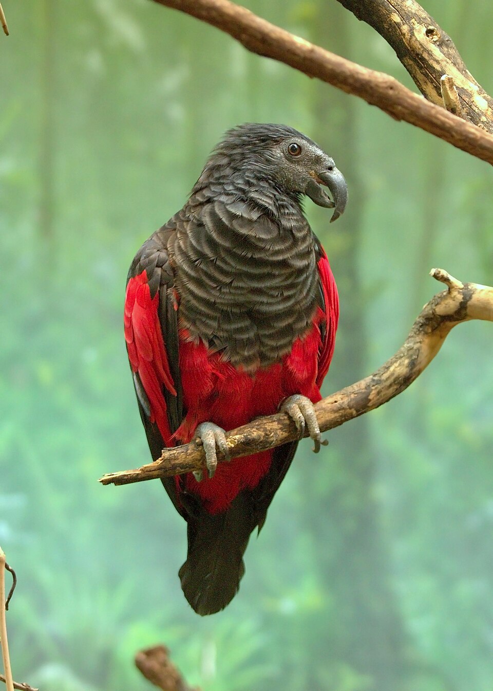 O papagaio-drácula (Psittrichas Fulgidus) consta da lista de espécies ameaçadas de extinção. A ave de visual “gótico” é também chamada de papagaio-de-Pesquet e papagaio-abutre. 
