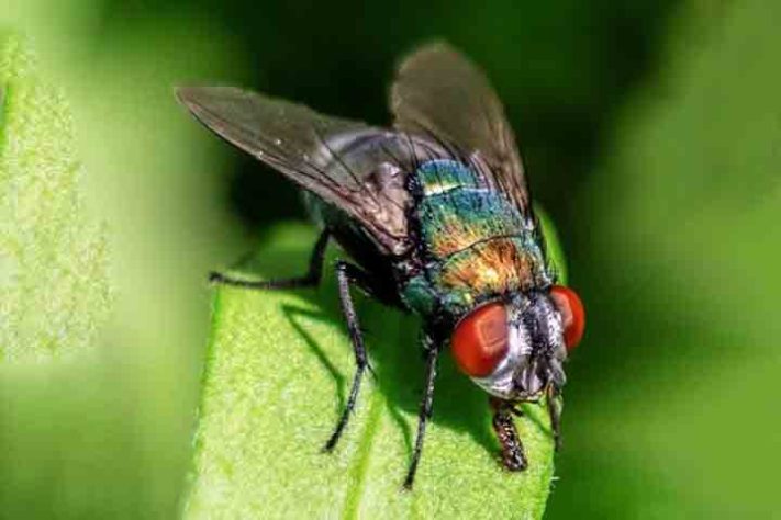 Mosca inseto 