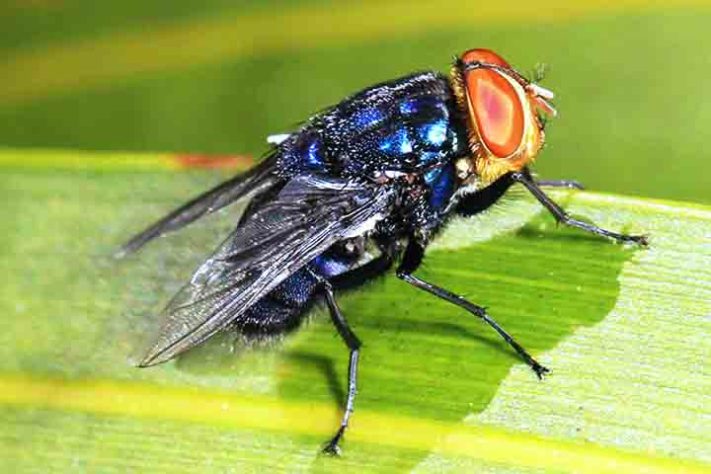 Mosca (Cochliomyia hominivorax)