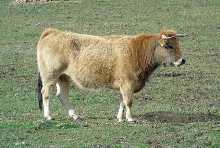 Vacas introduzidas na Ilha Amsterdã