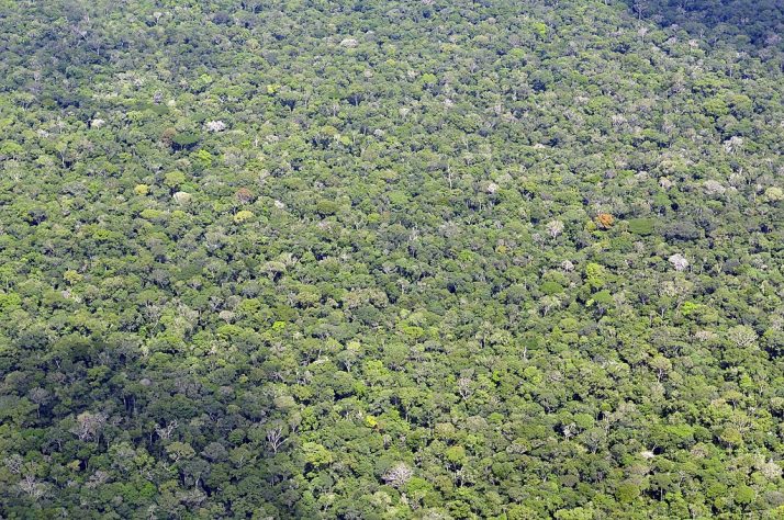 Floresta Amazônica