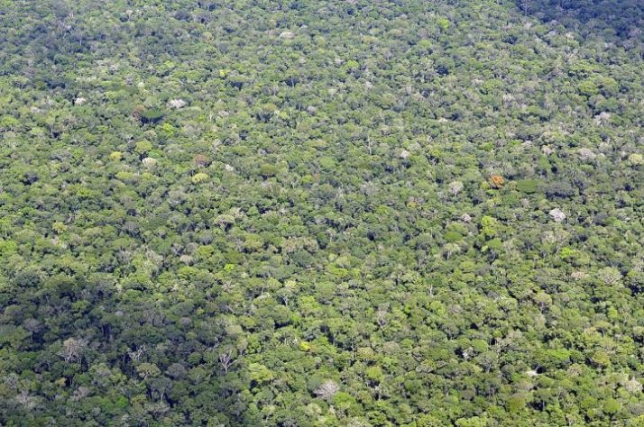 Floresta Amazônica