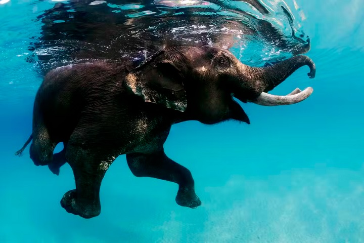 Mesmo animais aparentemente inofensivos jÃ¡ causaram momentos de perigo. Durante uma expediÃ§Ã£o na Ãndia, um elefante indiano, conhecido por nadar, acabou sendo surpreendido por uma onda e caiu por cima do brasileiro. "Achei que ia morrer ali", relembrou.
