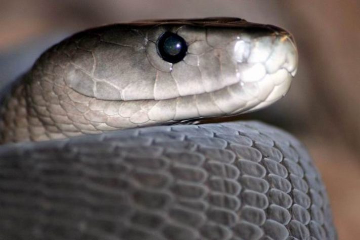 Mamba-negra (Dendroaspis polylepis)