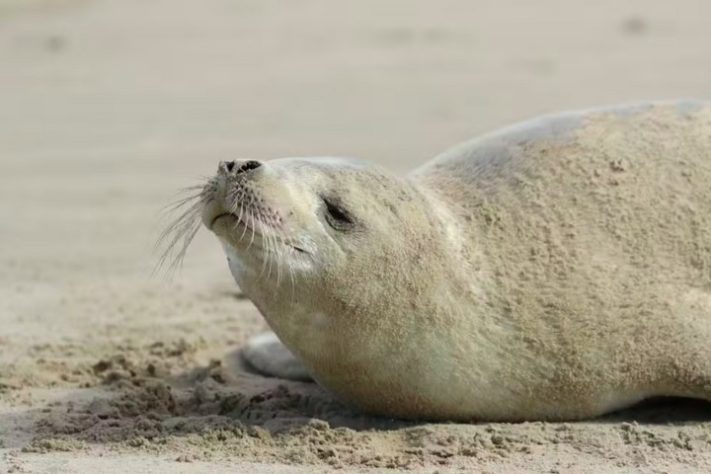 Espécie de foca natural da Antártida é encontrada no litoral catarinense
