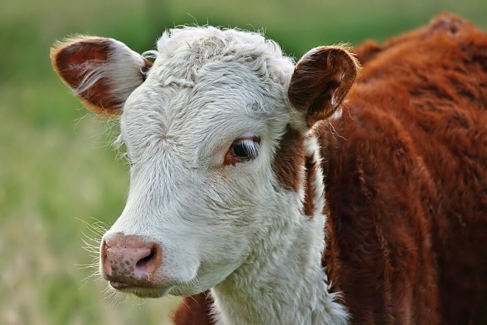 Gado taurino europeu (Bos taurus taurus)a