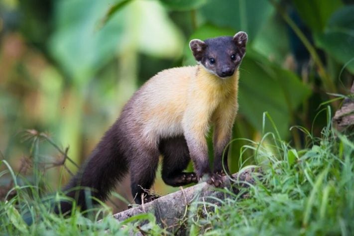 Marta - mamífero (animal)