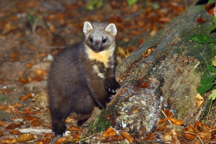 Marta - mamífero (animal)