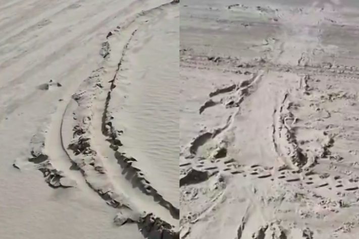 Montagem - Espécie de foca natural da Antártida é encontrada no litoral catarinense