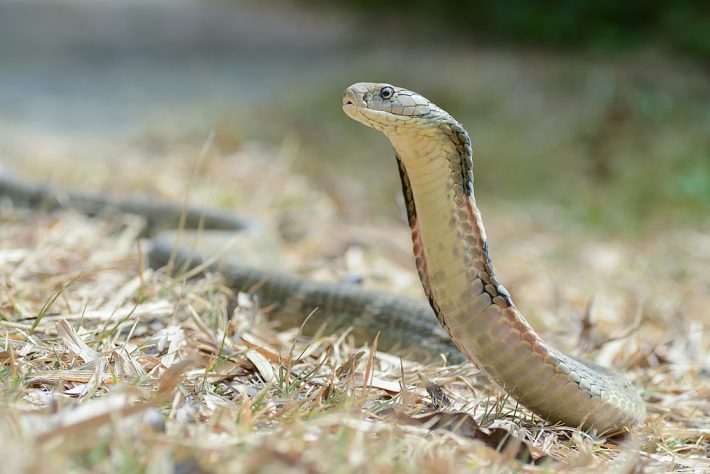 Cobra-Real (Ophiophagus hannah)